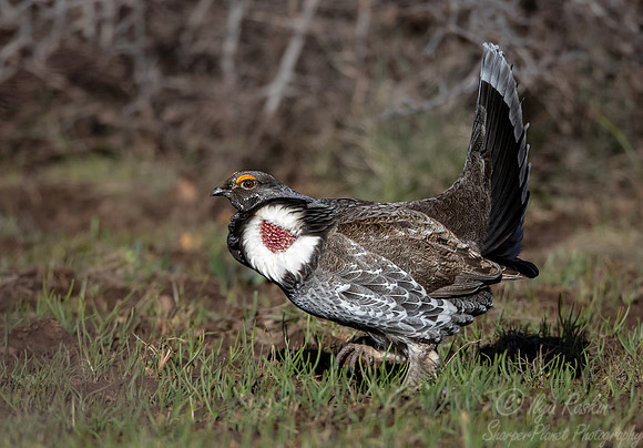 099 Dusky grouse (Dendragapus obscurus) - CO