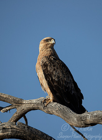 356 Tawny eagle (Aquila rapax) - Kagalagadi Transfrontier Park SA