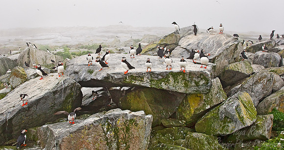 005 Bird colony -  Machias Seal Island - Canada