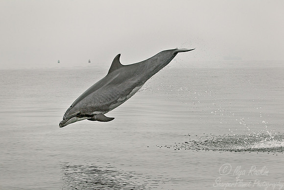 034 Common Bottlenose Dolphin (Tursiops truncatus) - Namibia