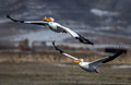 161 American white pelican (Pelecanus erythrorhynchos) - CO