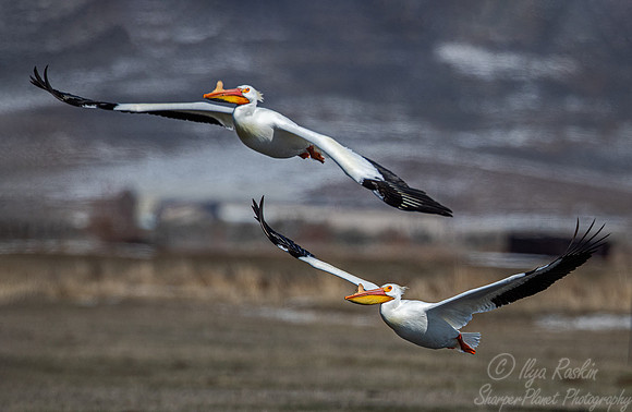161 American white pelican (Pelecanus erythrorhynchos) - CO