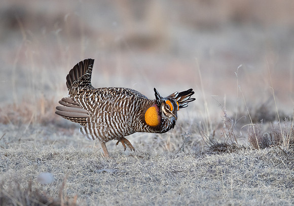 026 Greater prairie chicken (Tympanuchus cupido) - CO