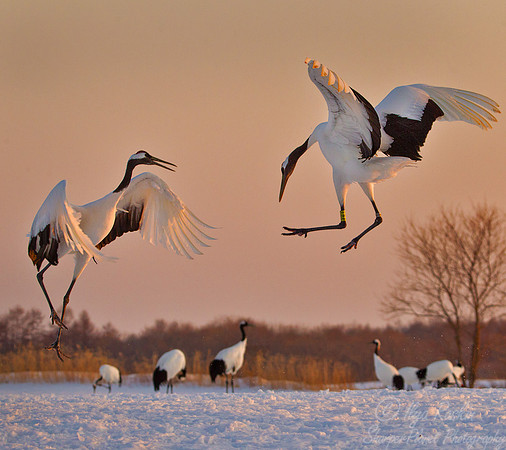 064 Red-crowned Cranes (Grus japonensis) - Hokkaido Japan