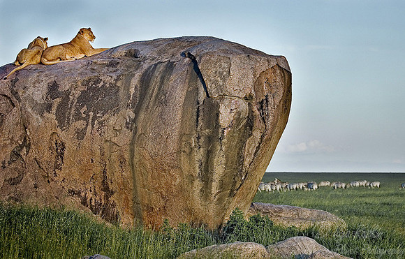 009_Lions_Tanzania