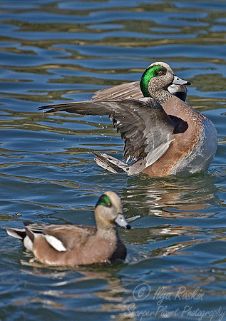 043 American Widgeon - NM