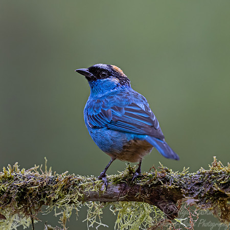 668 Golden-naped tanager (Chalcothraupis ruficervix) - Ecuador