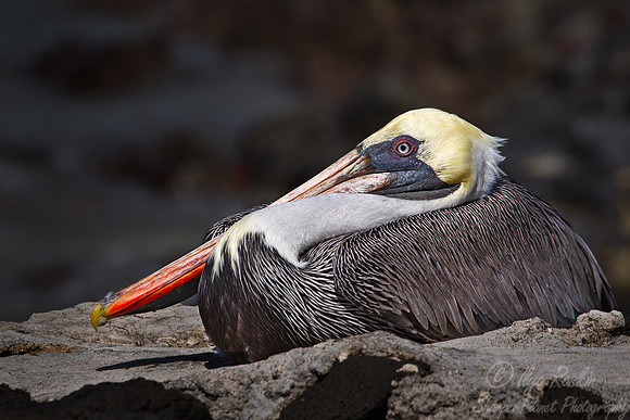 068 Brown Pelican (Pelecanus occidentalis) Galapagos Ecuador