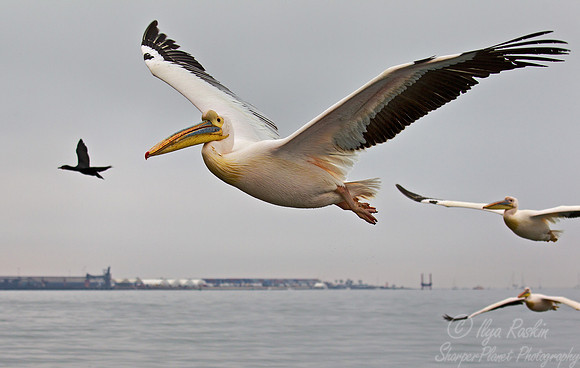 084 Great White Pelicans (Pelecanus onocrotalus) - Namibia