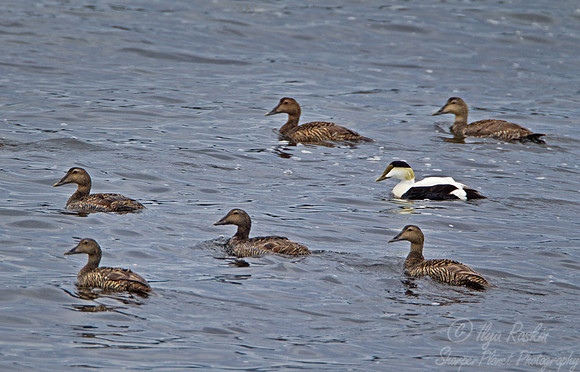 060 Common Eider (Somateria mollissima) - ME