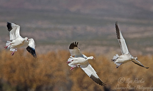 024 Snow Geese - NM