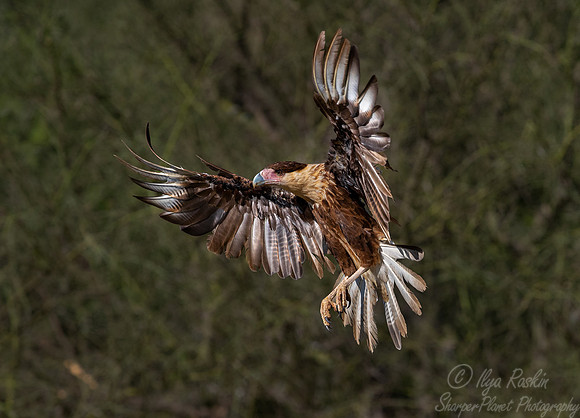 366 Crested caracara young (Caracara plancus) - TX