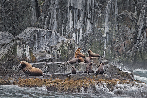 050 Steller Sea Lion (Eumetopias jubatus) Kamchatka - Russia