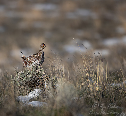 073 Sharp-tailed grouse (Tympanuchus phasianellus) - CO