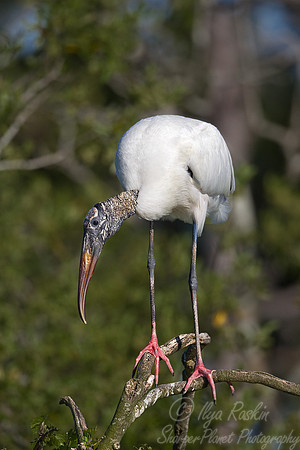 146 Wood Stork (Mycteria americana) - FL
