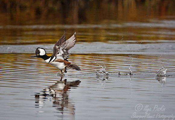 056 Hooded Merganser (Lophodytes cucullatus) FL