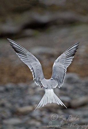 094 Common Tern (Sterna hirundo) - ME