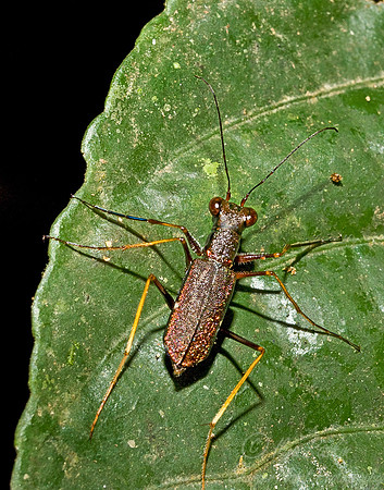 021_Bettle_Ecuador