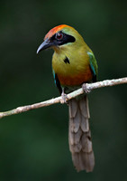 2024 Brazil Other Birds