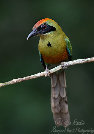 417 Rufous-capped motmot (Baryphthengus ruficapillus) - Brazil Atlantic forest