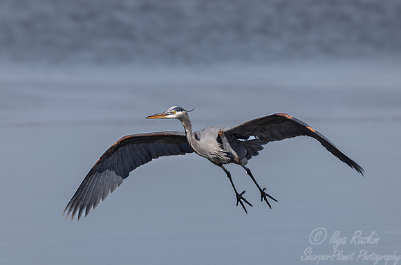 379 Great blue heron (Ardea herodias) - NJ
