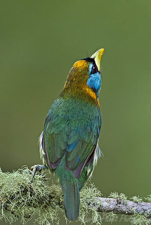 512 Red-headed barbet female (Eubucco bourcierii) - Colombia cloud forest