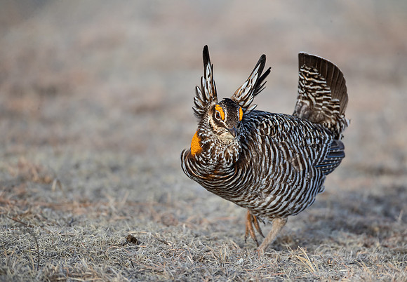030 Greater prairie chicken (Tympanuchus cupido) - CO