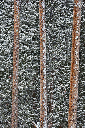 057_Yellowstone in winter