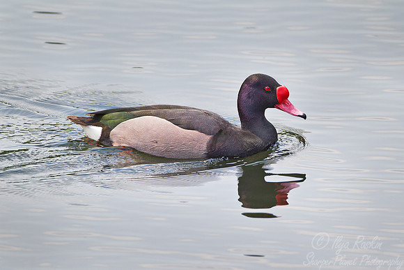078 Rosy-billed Pochard ( Netta peposaca) - Argentina