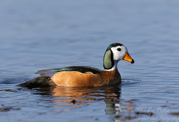 451 African pygmy goose (Nettapus auritus) - Botswana