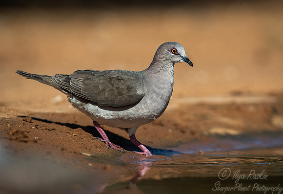 103 Mourning dove (Zenaida macroura) - TX