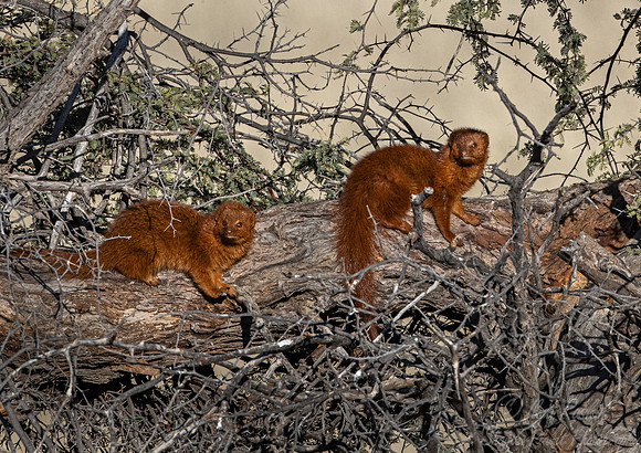 208 Common slender mongoose (Herpestes sanguineus) - Kagalagadi Transfrontier Park SA
