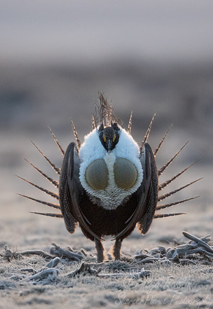 069 Greater sage-grouse (Centrocercus urophasianus) - CO