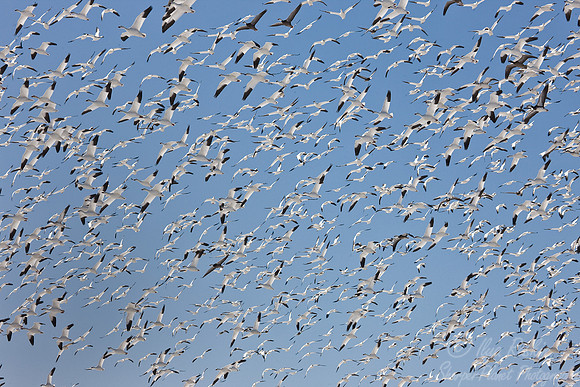 007 Snow Geese  (Chen caerulescens)  Blackwater NWR - MD