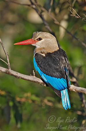 030 Grey-headed Kingfisher (Halcyon leucocephala)- Kenya