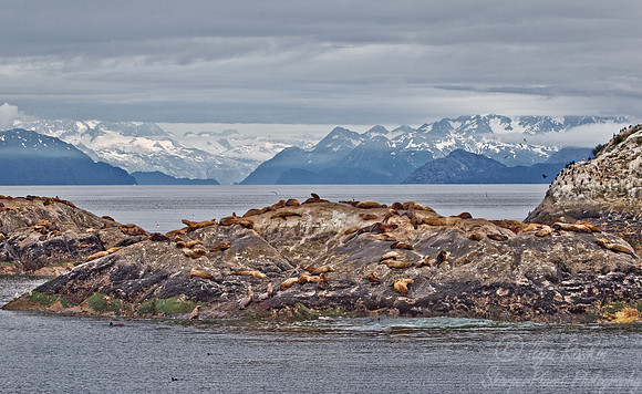 023 Steller sea lion (Eumetopias jubatus) - AK