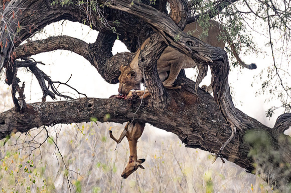 234 Lion (Panthera leo) - Botswana