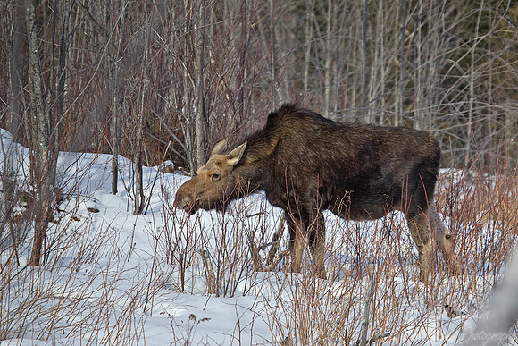 120 Moose (Alces alces) - Maine