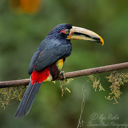 766 Collared aracari or collared araçari (Pteroglossus torquatus) - Ecuador