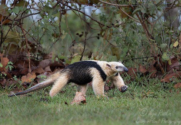 018 Tamandua or Lesser anteater - Pantanal Brazil