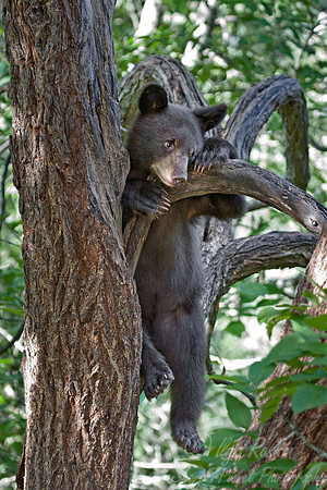 001_American Black Bear (Ursus americanus)_MN