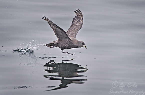 134 Northern Fulmar (Fulmarus glacialis) - Kuril Islands - Russia