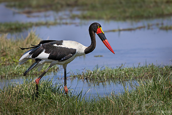 353 Saddle-billed stork or saddlebill (Ephippiorhynchus senegalensis) - Botswana