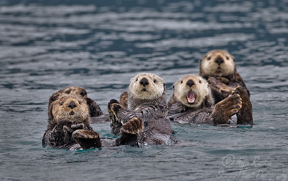 057 Sea Otter (Enhydra lutris) AK