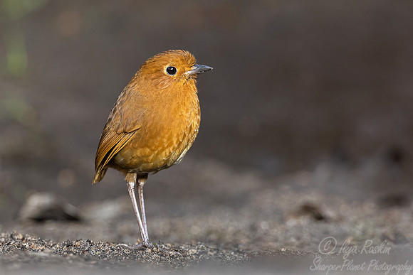 646 Equatorial antpitta (Grallaria saturata) - Ecuador