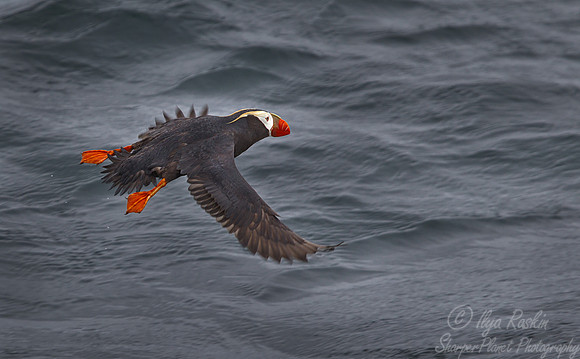 045 Tufted puffin (Fratercula cirrhata) Kuril Islands - Russia