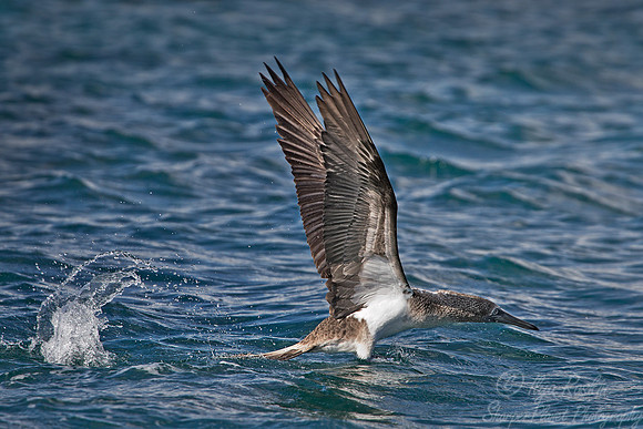 070 Blue-footed Booby (Sula nebouxii) Galapagos Ecuador