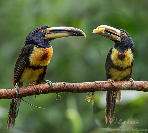 768 Collared aracaris or collared araçaris (Pteroglossus torquatus) - Ecuador
