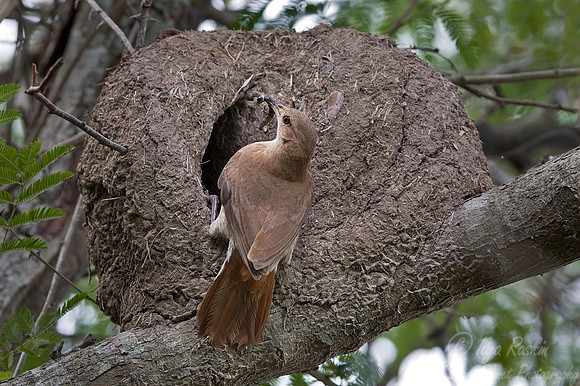 069 Rufous Hornero or Red Ovenbird (Furnarius rufus) - Ibera Wetlands Argentina