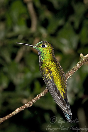 041 Green-crowned Brilliant - Ecuador